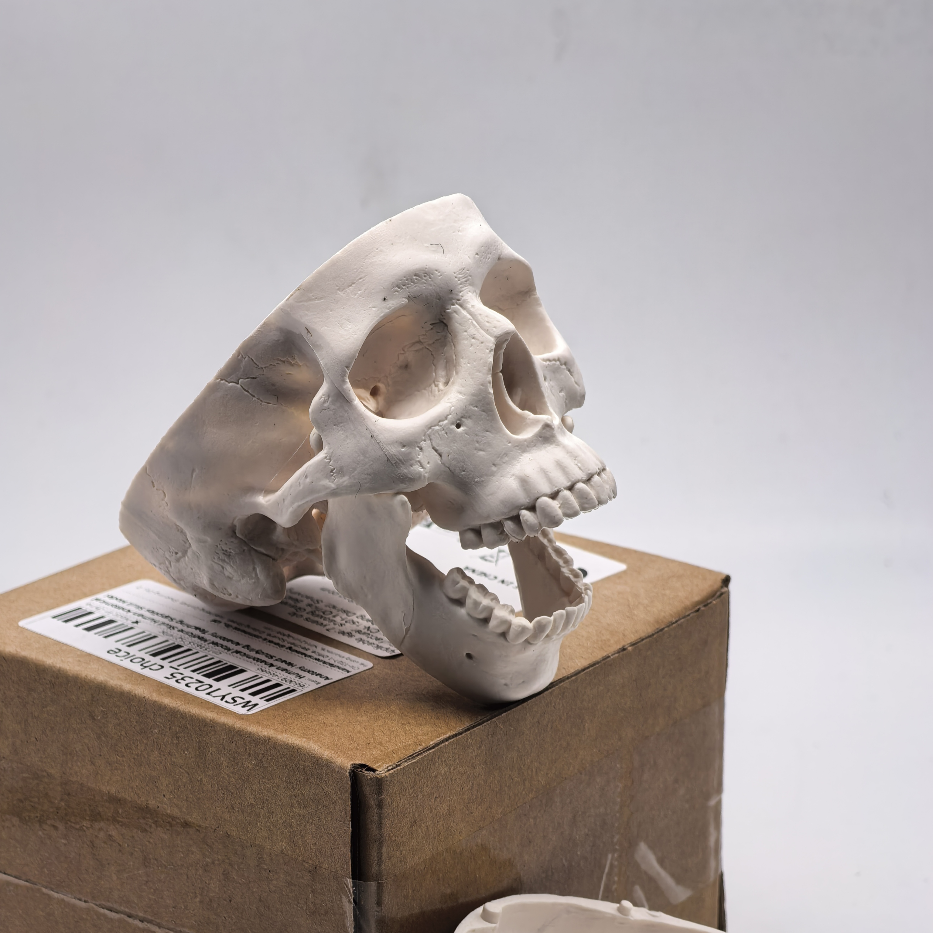 table Human Skull Model - Anat - Science For K1 recensie en prijs