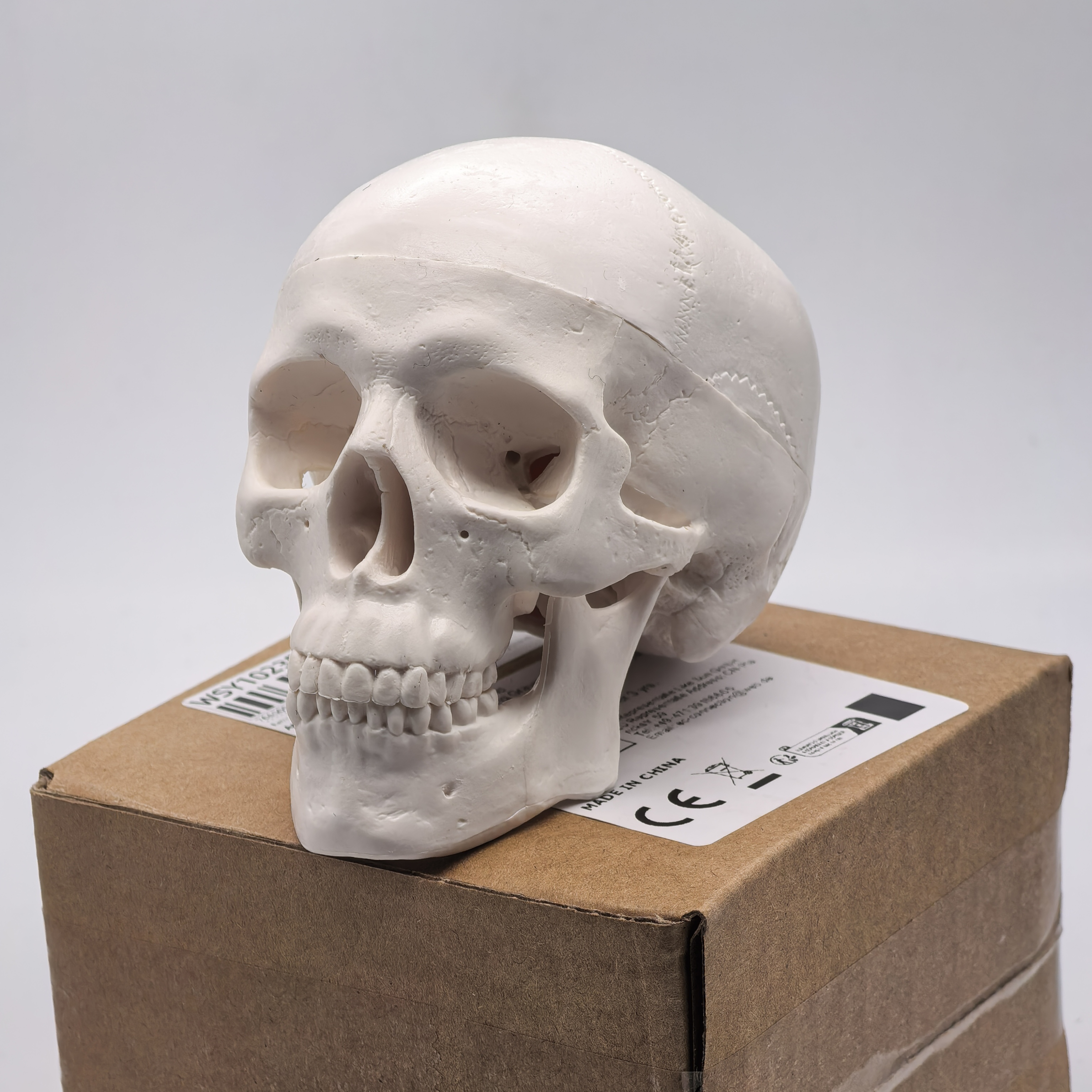 table Human Skull Model - Anat - Science For K1 recensie en prijs