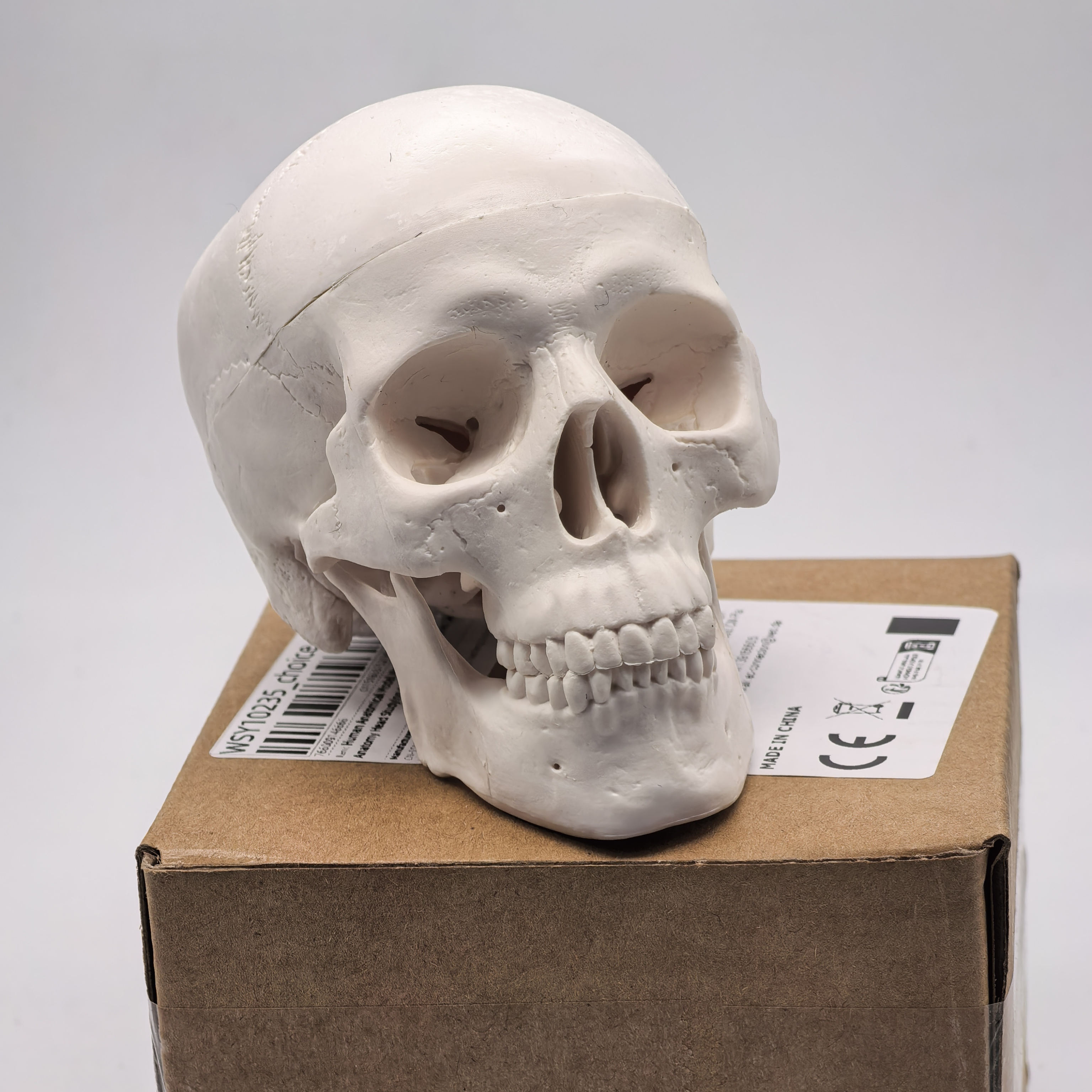table Human Skull Model - Anat - Science For K1 recensie en prijs