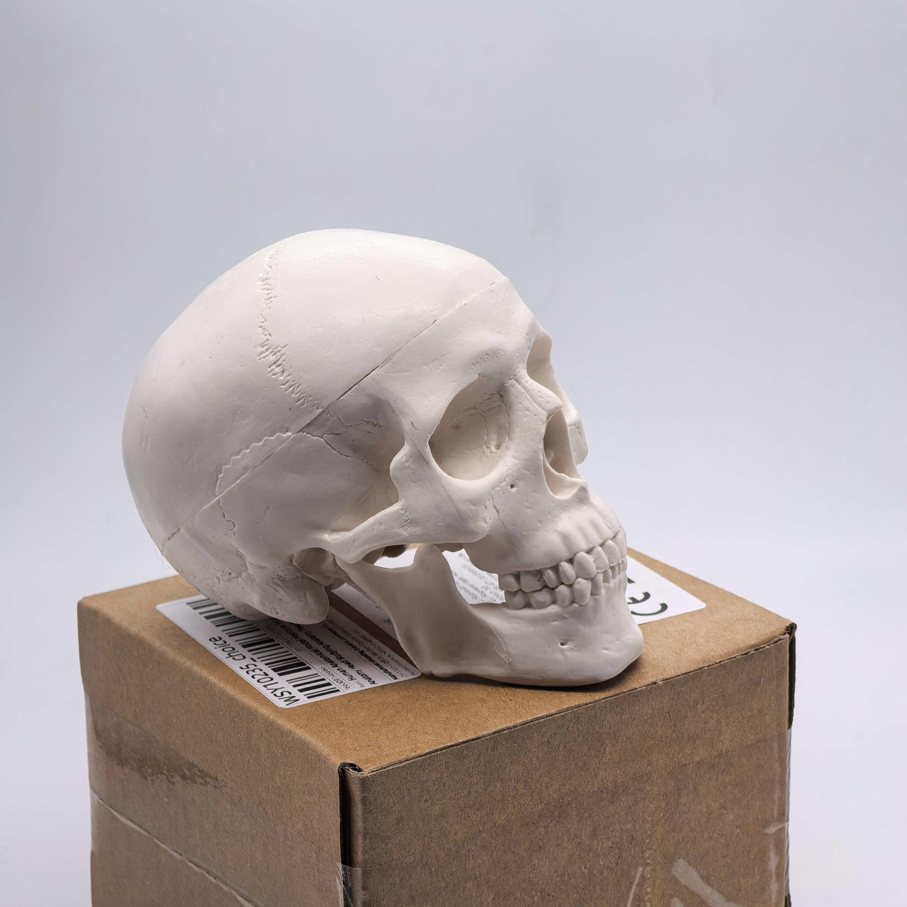 table Human Skull Model - Anat - Science For K1 recensie en prijs